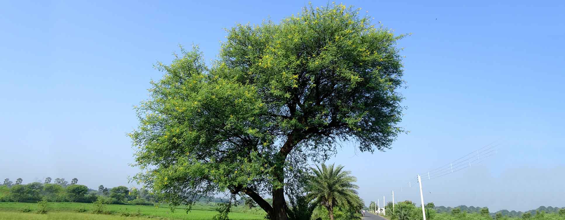 Arabic Gum Tree Aventura